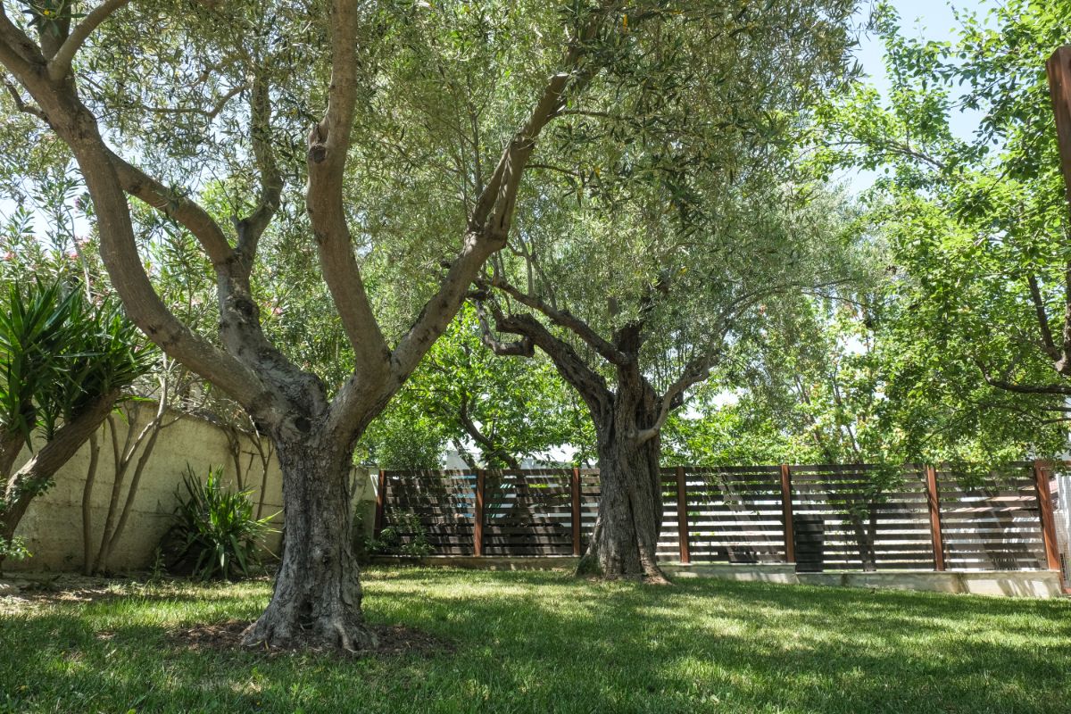 Aphrodite Studios Garden - Kallithea Halkidiki