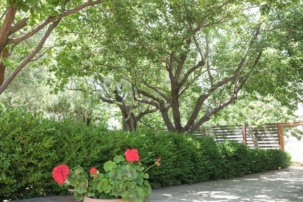 Aphrodite Studios Garden - Kallithea Halkidiki