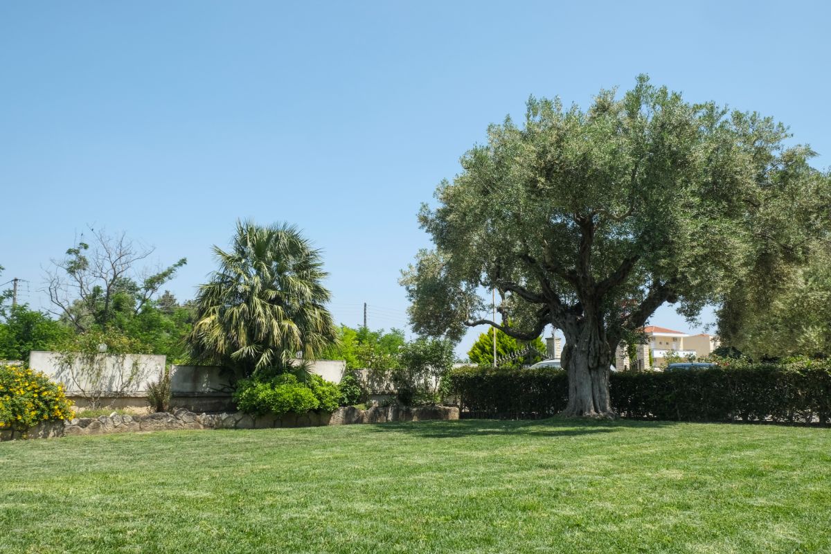 Aphrodite Studios Garden - Kallithea Halkidiki